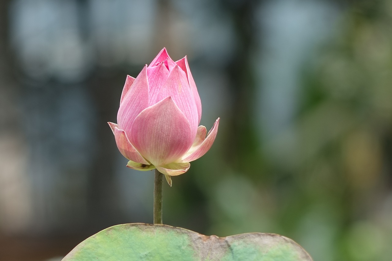 映日荷花别样红，一幅画面背后的文学与文化