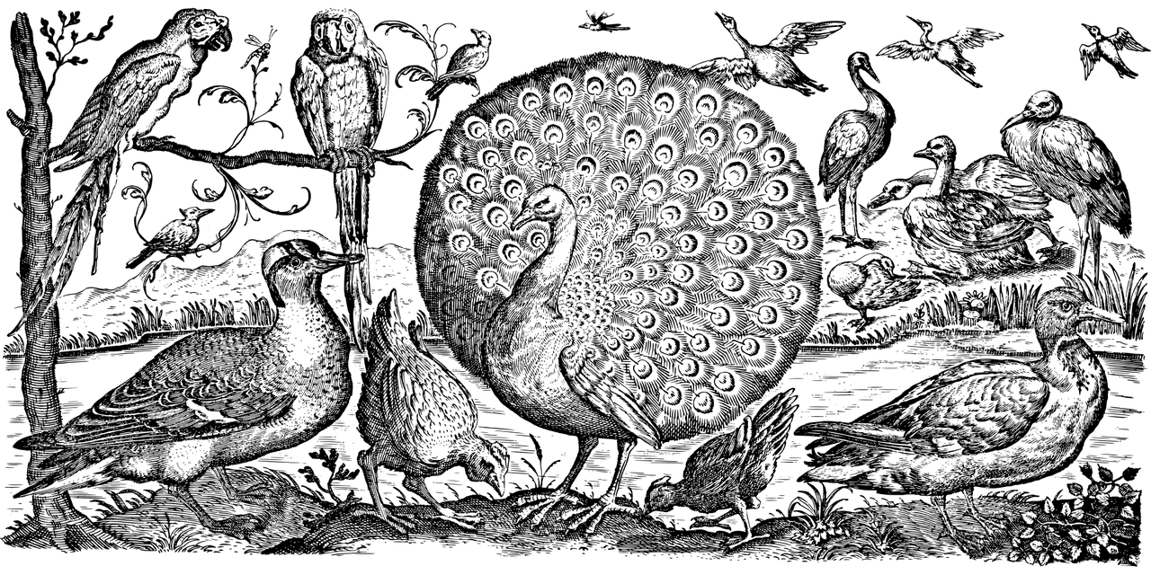 黑鸭子专辑，用声音绘制的艺术画卷