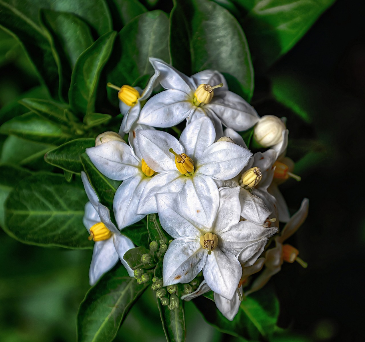 扇影流年，茉莉飘香——扇子舞与茉莉花的诗意交融