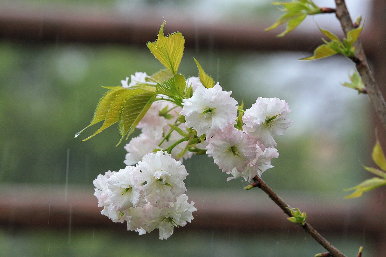 春雨细语——古典诗词中的初春印象
