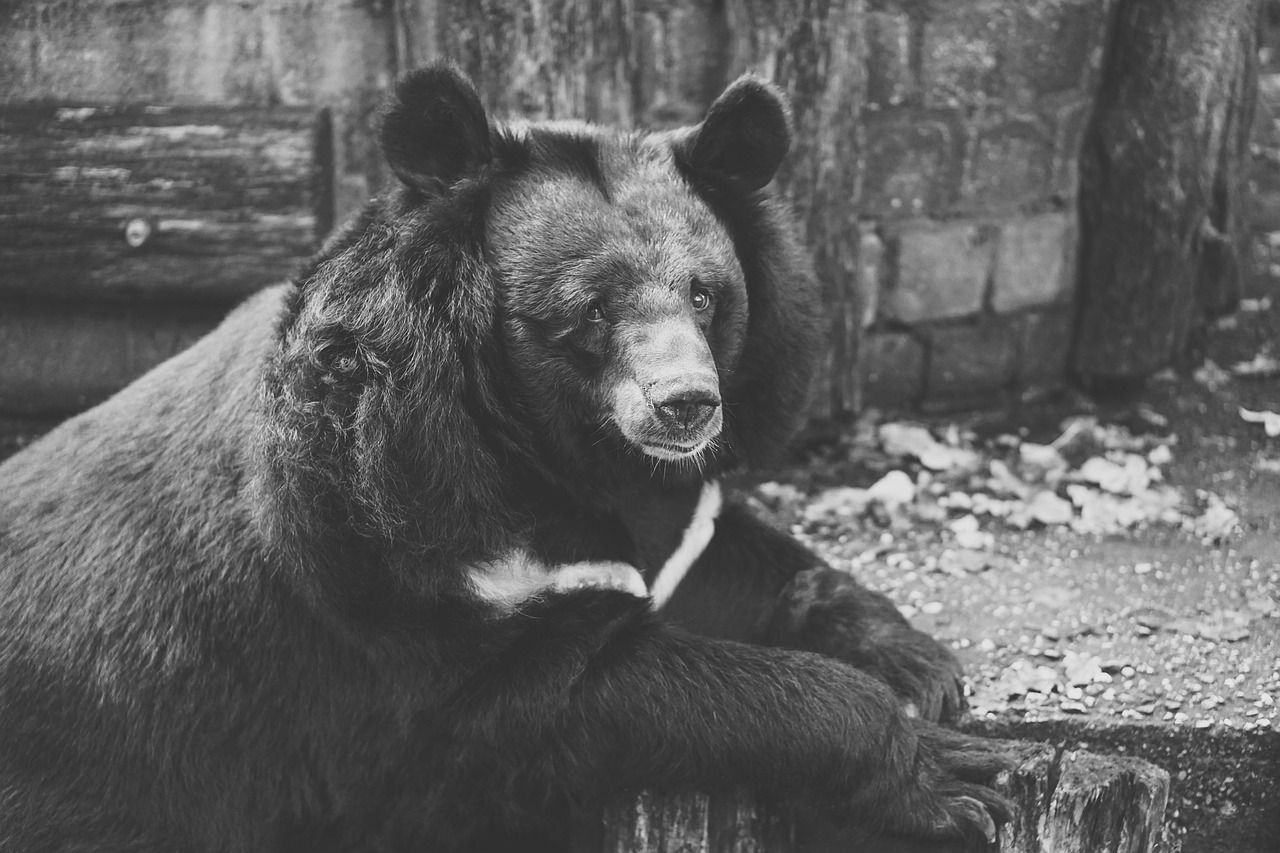 网红猪鲤疑撑死背后的思考