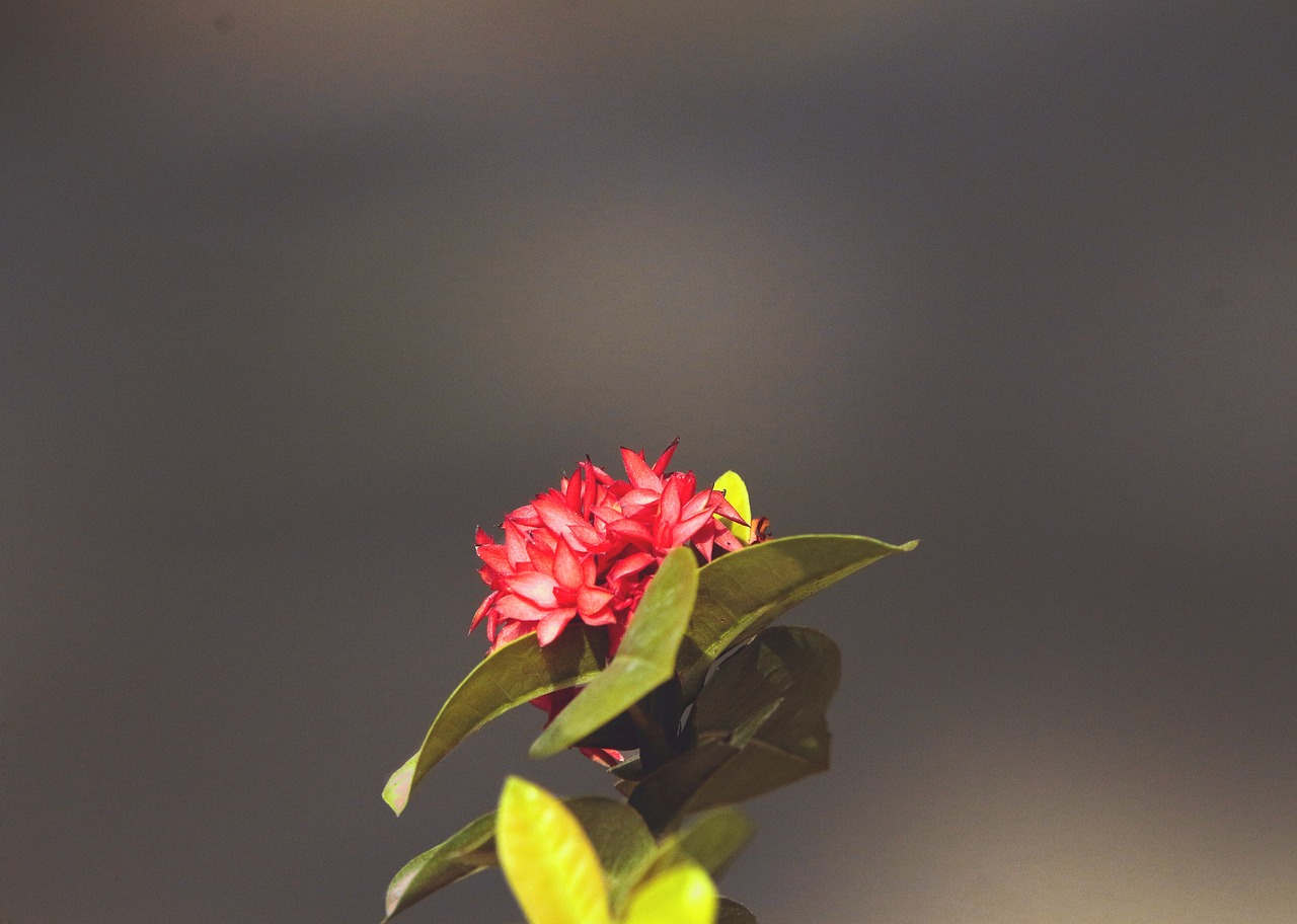 弦上花开——古筝与周杰伦的，一次古典与现代的邂逅