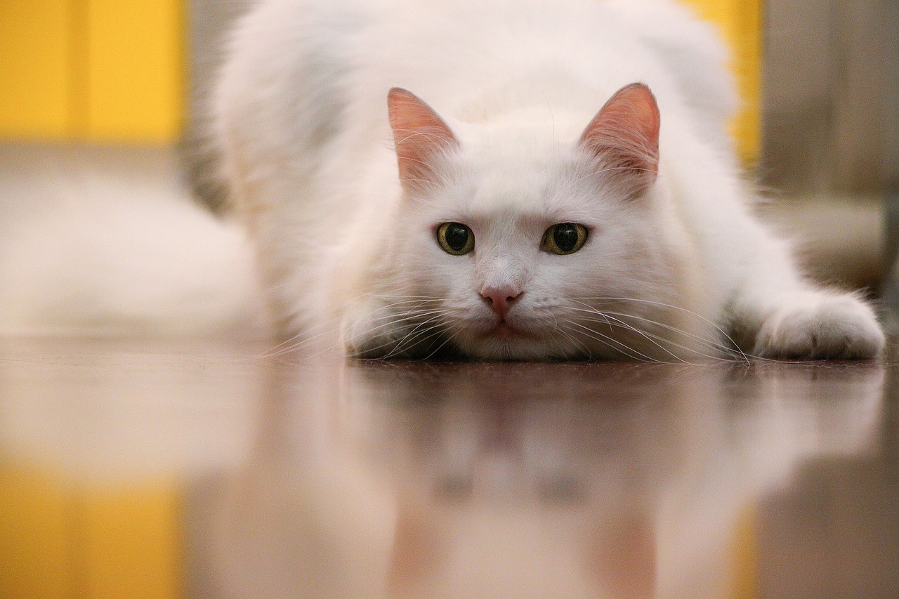 王欣瑜的猫咪狩猎再现
