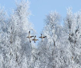晚来天欲雪，能饮一杯无？——从白居易的问刘十九谈诗酒文化