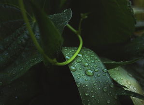好雨知时节全诗赏析与文学文化背景