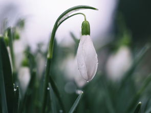 清明时节雨纷纷——探寻清明节背后的诗歌文学与文化内涵
