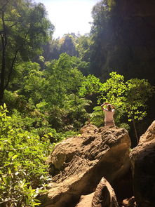 探索苹果的奥秘，从果园到餐桌的旅程