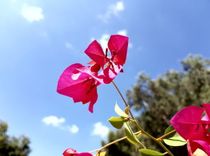 从李白的笔下看荷花之美—中国古典文学中的自然与诗意