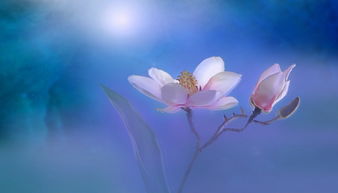 听雨，季羡林笔下的诗意生活与心灵洗礼