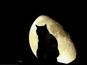 猫中的秘密，深入了解音乐剧角色的奇妙世界