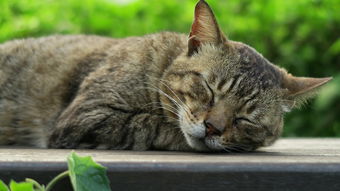 猫的音乐魅力，一场视觉与听觉的盛宴