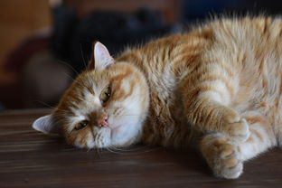 歌剧猫的简介，走进奇幻的喵星人世界
