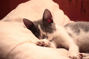音乐剧猫，歌词中的艺术与情感