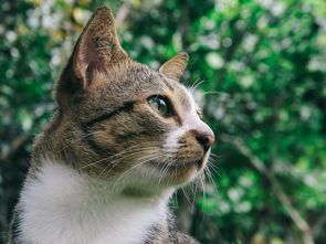 猫音乐剧，经典之作的永恒魅力