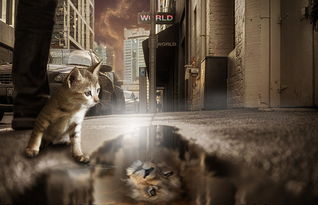 猫音乐剧，走进梦幻舞台，品味经典旋律