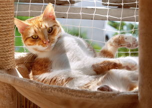 猫，歌舞剧的永恒魅力与经典传承