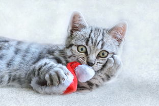 音乐剧猫的艺术特征分析