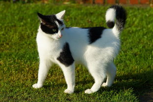 猫，音乐剧的魅力与独特性