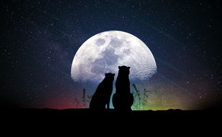 探索中兴四大诗人，文学史上的璀璨星辰